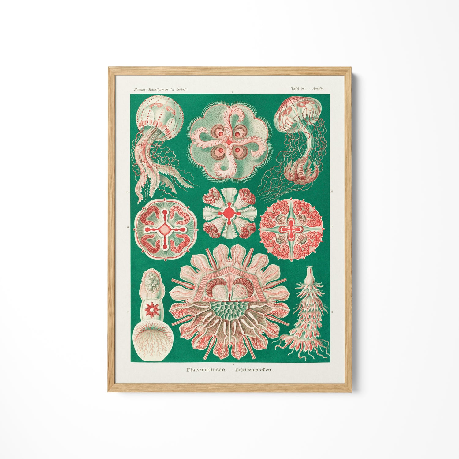 a picture of various sea life on a white wall