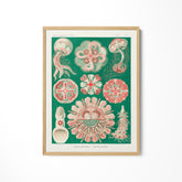 a picture of various sea life on a white wall