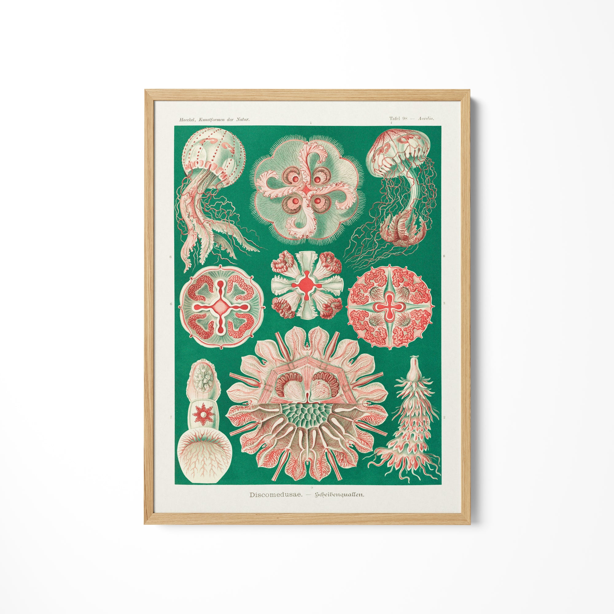 a picture of various sea life on a white wall