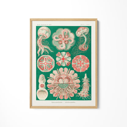 a picture of various sea life on a white wall