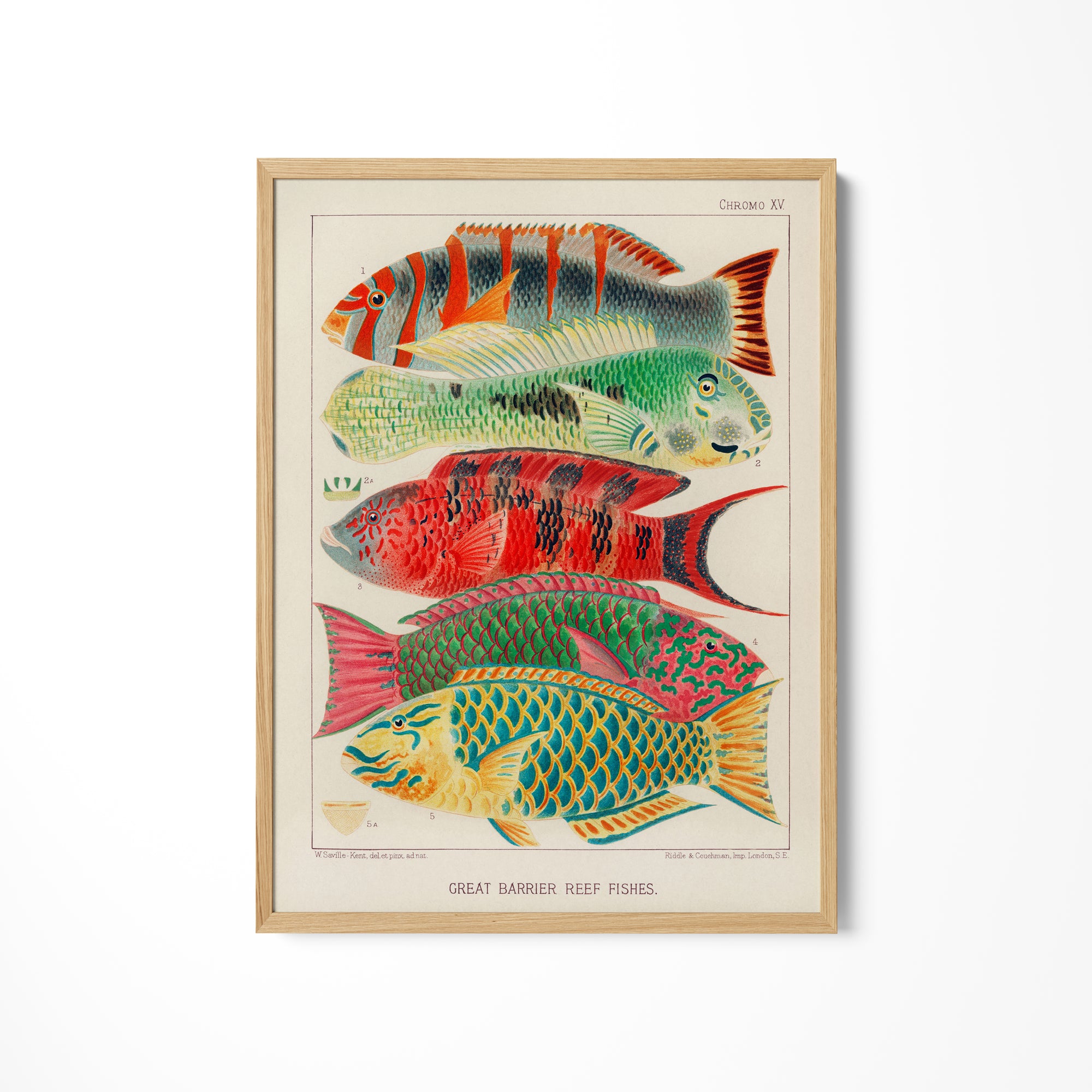 a picture of a group of fish on a wall