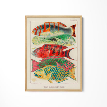 a picture of a group of fish on a wall