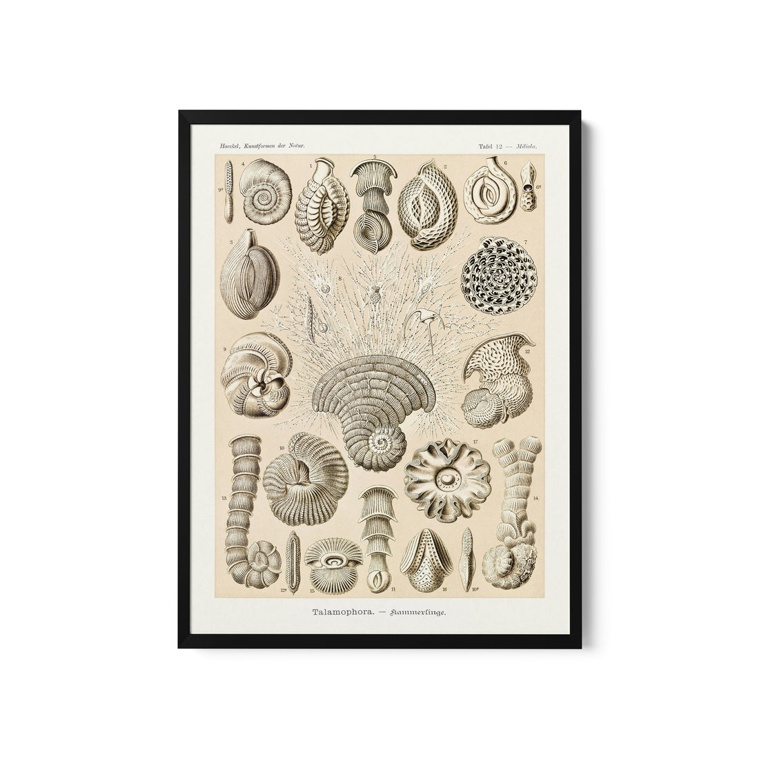 a framed print of sea shells on a white background