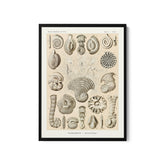 a framed print of sea shells on a white background