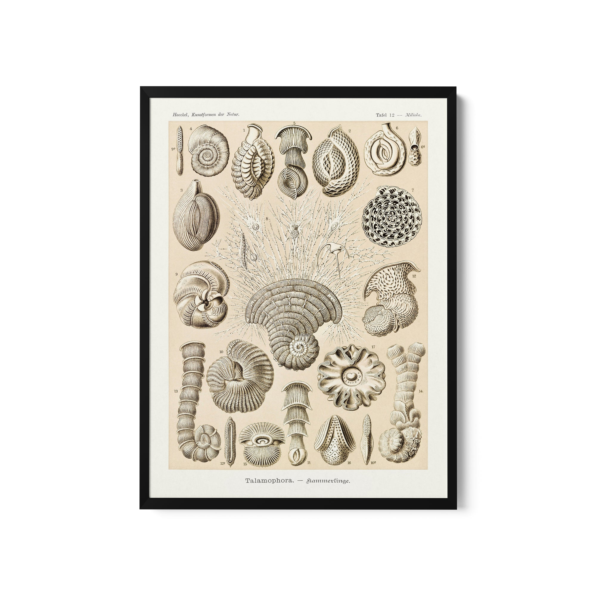 a framed print of sea shells on a white background