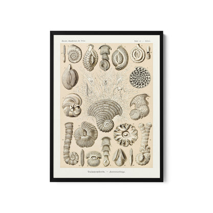 a framed print of sea shells on a white background