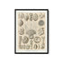 a framed print of sea shells on a white background