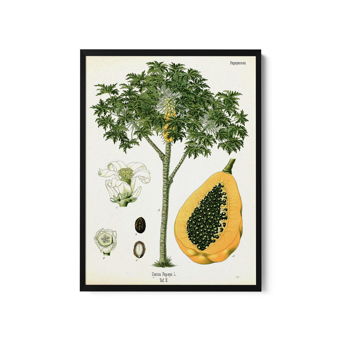 a picture of a tree with a fruit on it