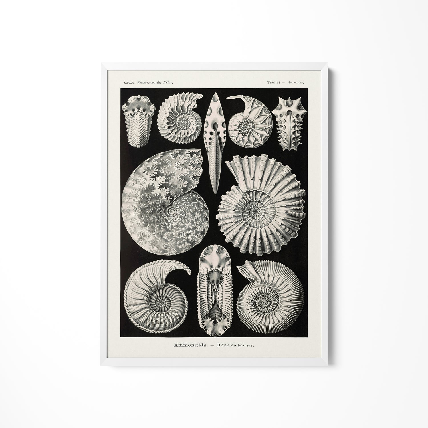 a black and white illustration of sea shells