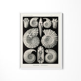 a black and white illustration of sea shells