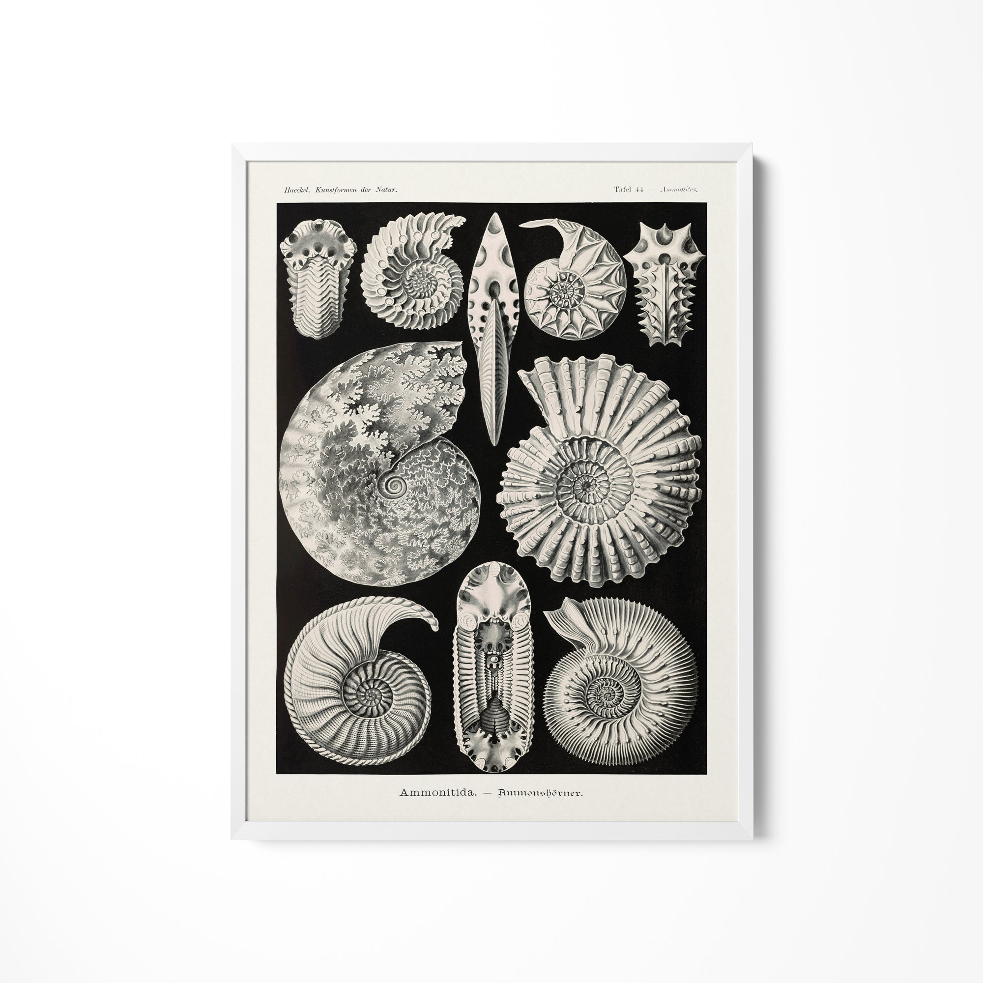 a black and white illustration of sea shells