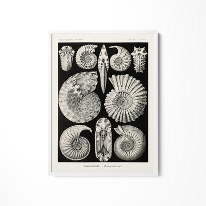 a black and white illustration of sea shells