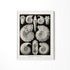 a black and white illustration of sea shells