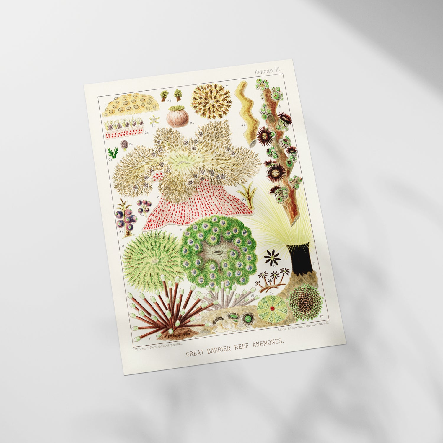 a picture of a bunch of plants on a white surface
