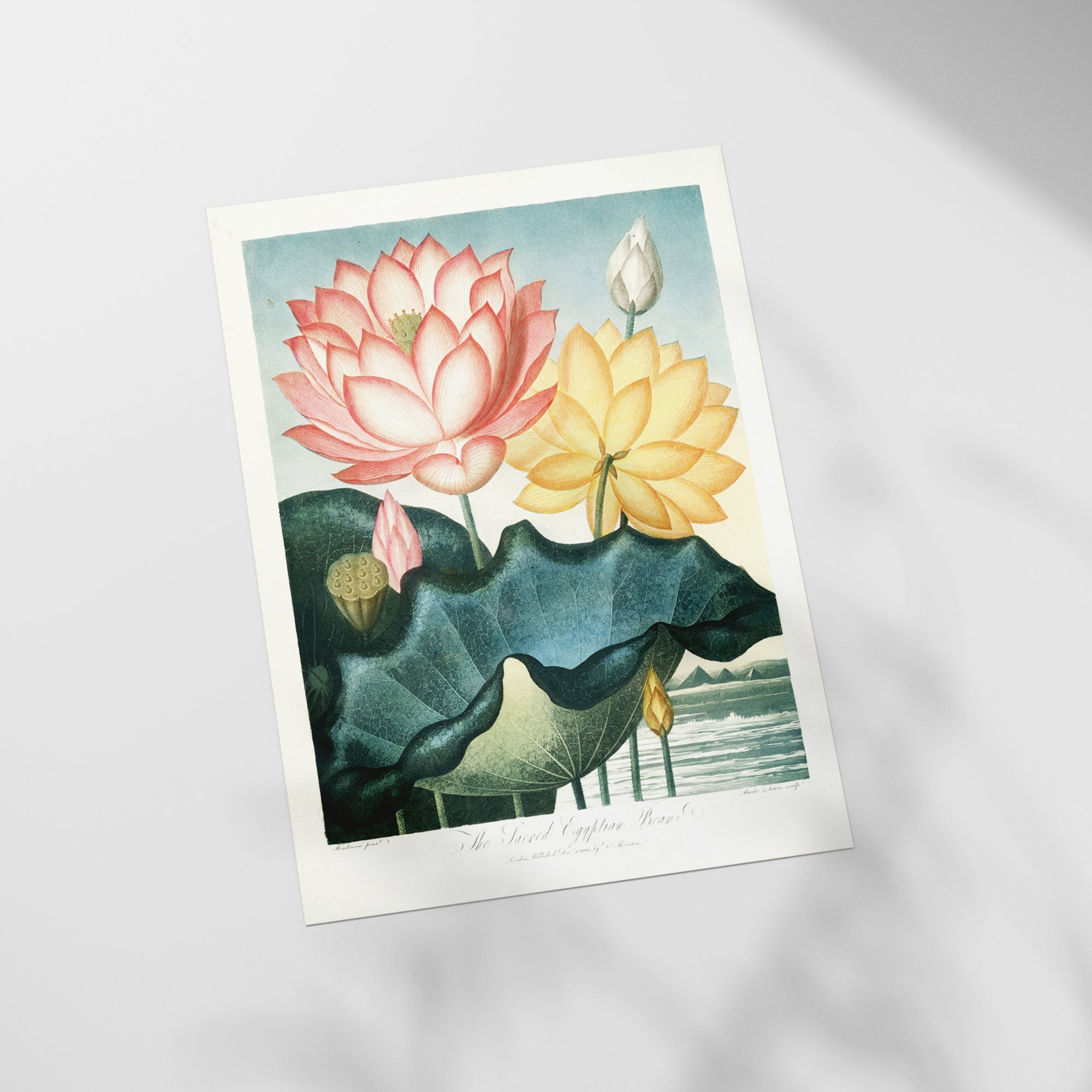 a painting of water lilies on a white background