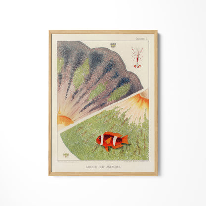 a picture of a fish on a white wall