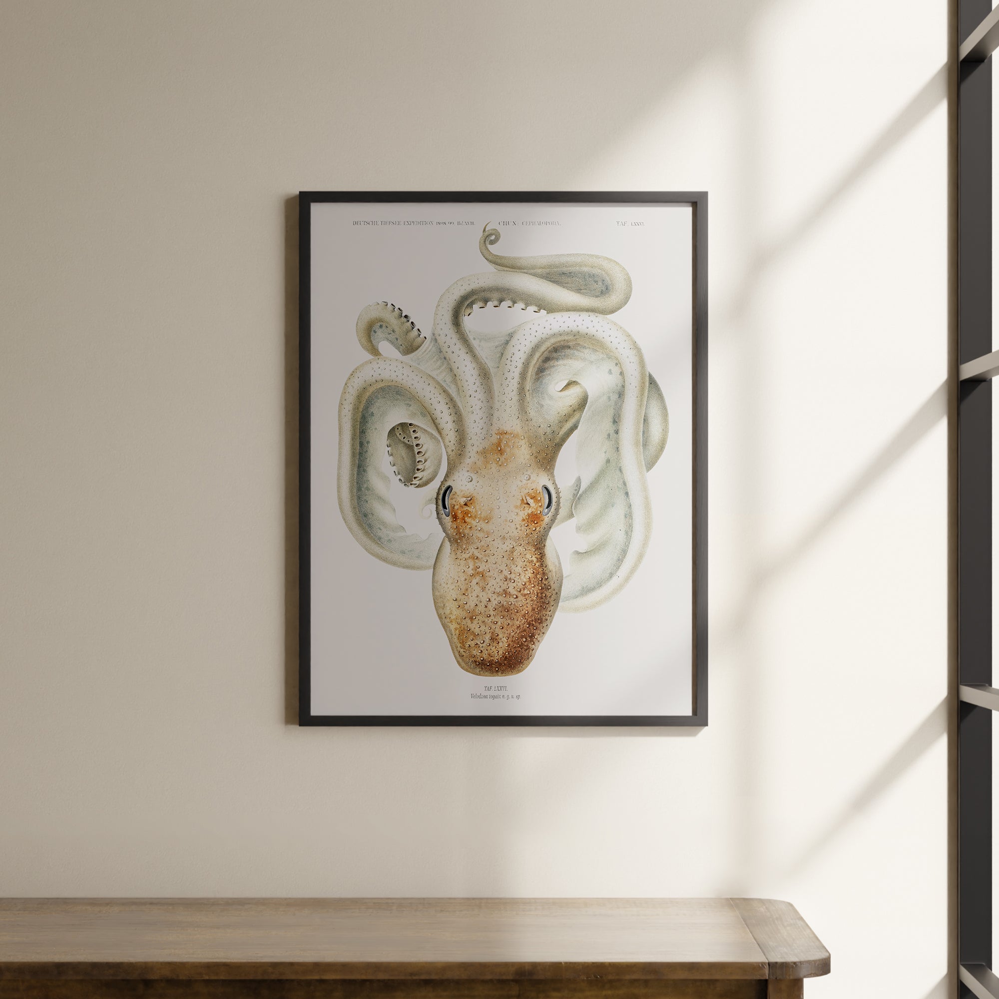 a picture of an octopus hanging on a wall