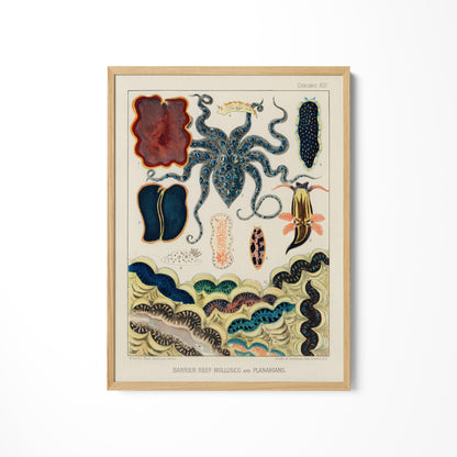 a picture of an octopus on a white wall