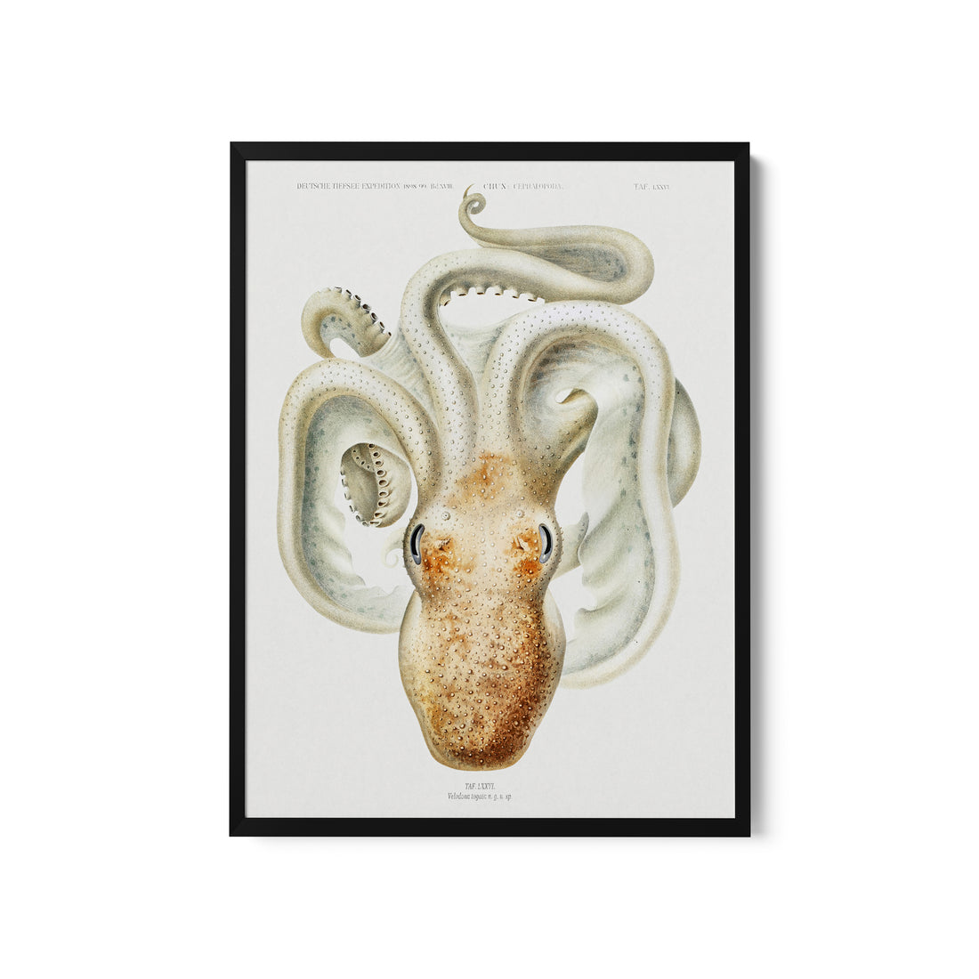 a picture of an octopus in a frame