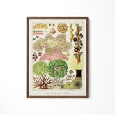 a picture of a variety of plants hanging on a wall