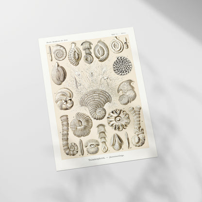 a picture of a bunch of shells on a white surface