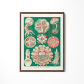 a picture of various sea life on a white wall