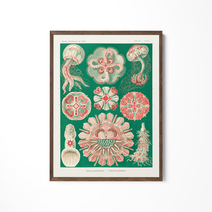 a picture of various sea life on a white wall