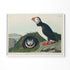 a picture of a bird sitting on top of a rock