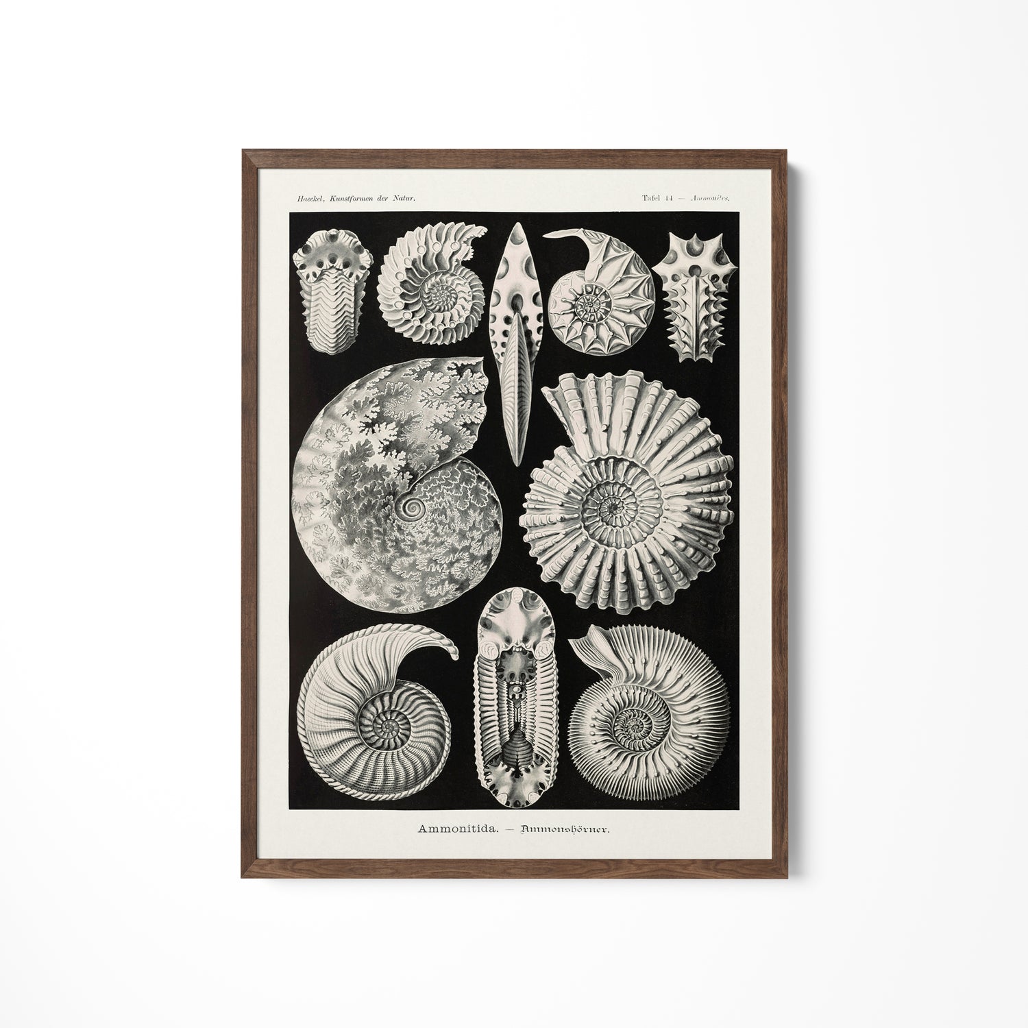 a black and white drawing of sea shells
