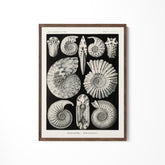 a black and white drawing of sea shells