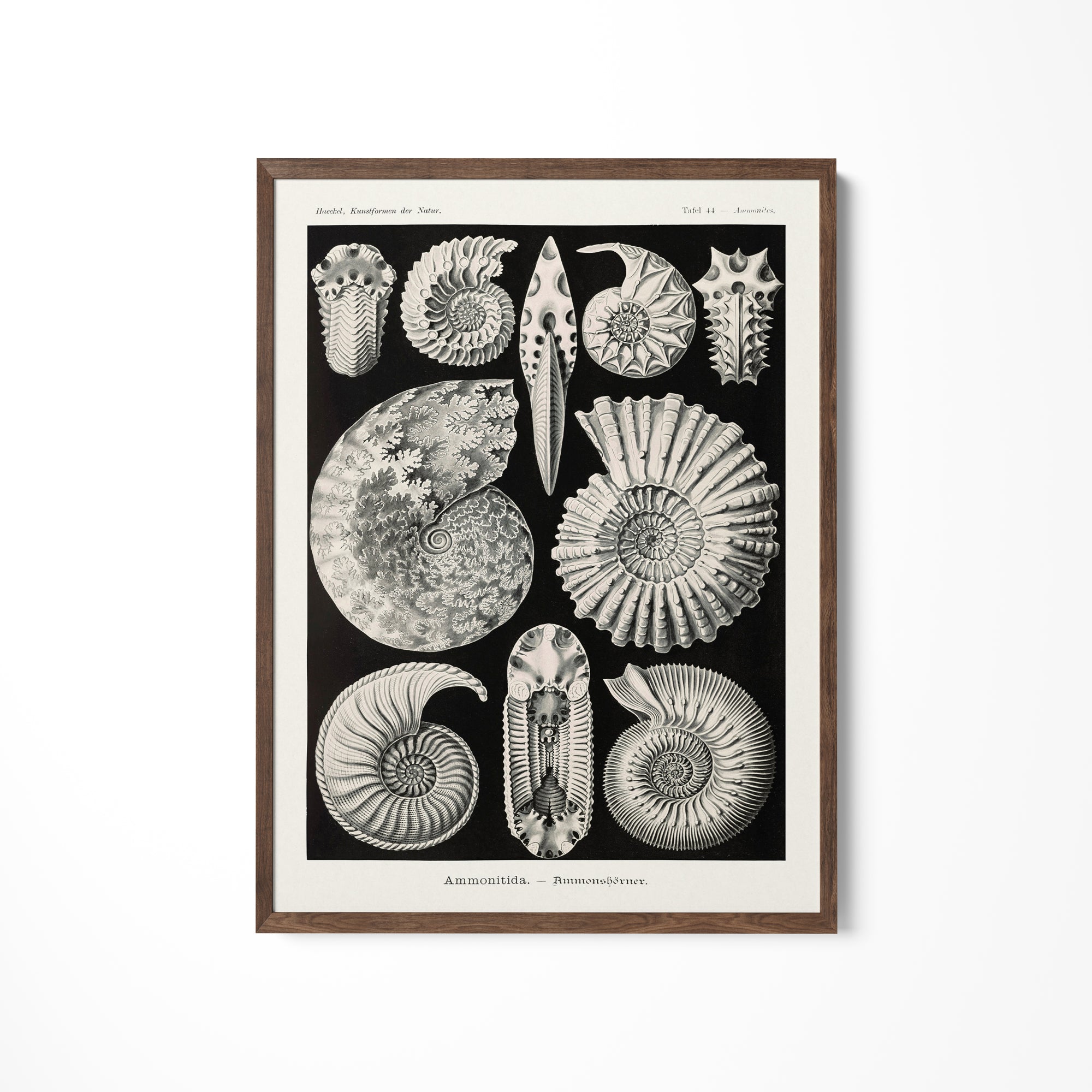 a black and white drawing of sea shells