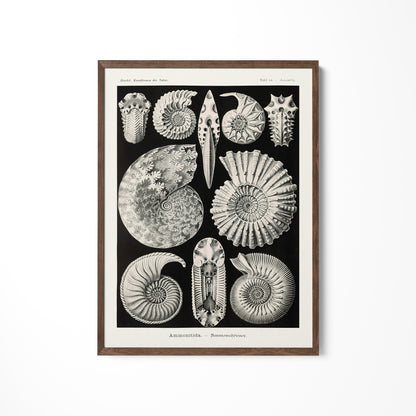 a black and white drawing of sea shells