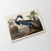 a picture of a bird with a long beak