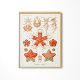 a picture of some corals on a white wall