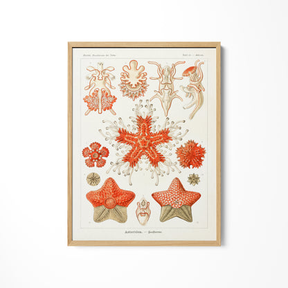 a picture of some corals on a white wall