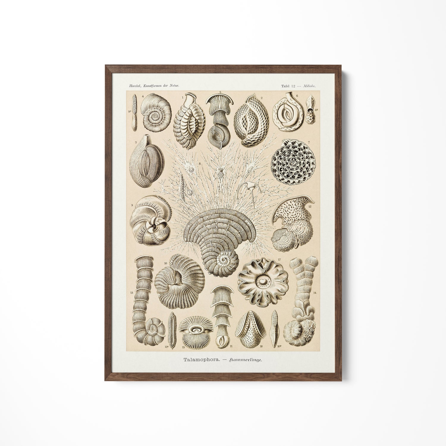 a drawing of shells on a white wall