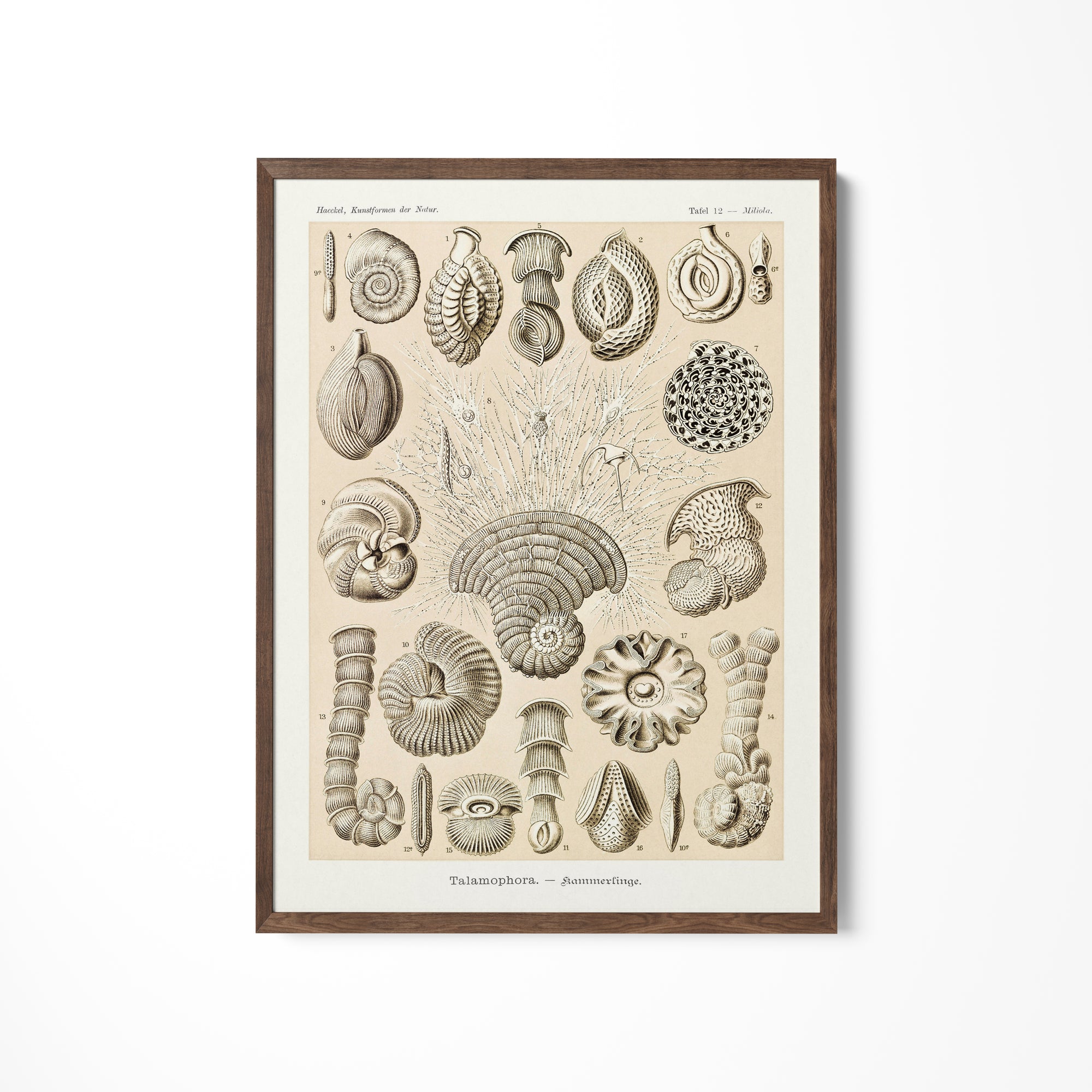 a drawing of shells on a white wall