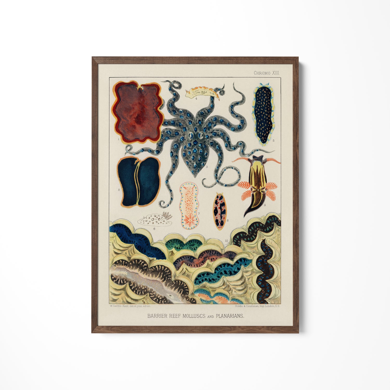 a picture of an octopus on a white wall