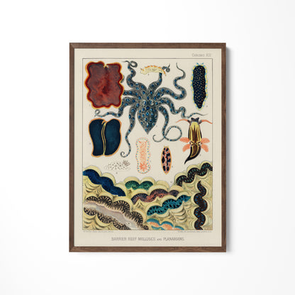 a picture of an octopus on a white wall