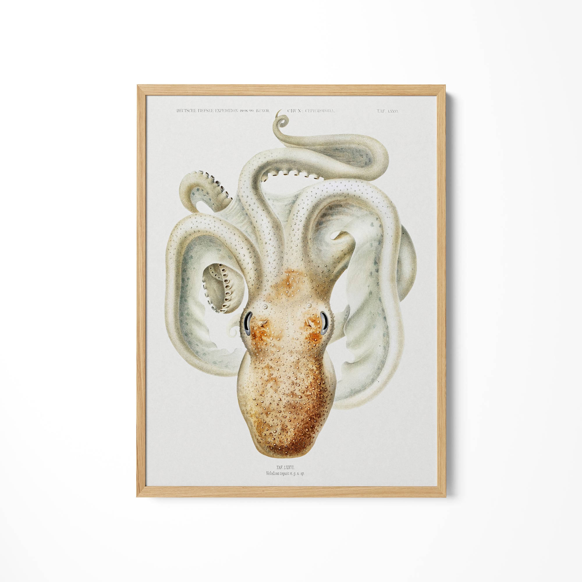 a picture of an octopus in a frame