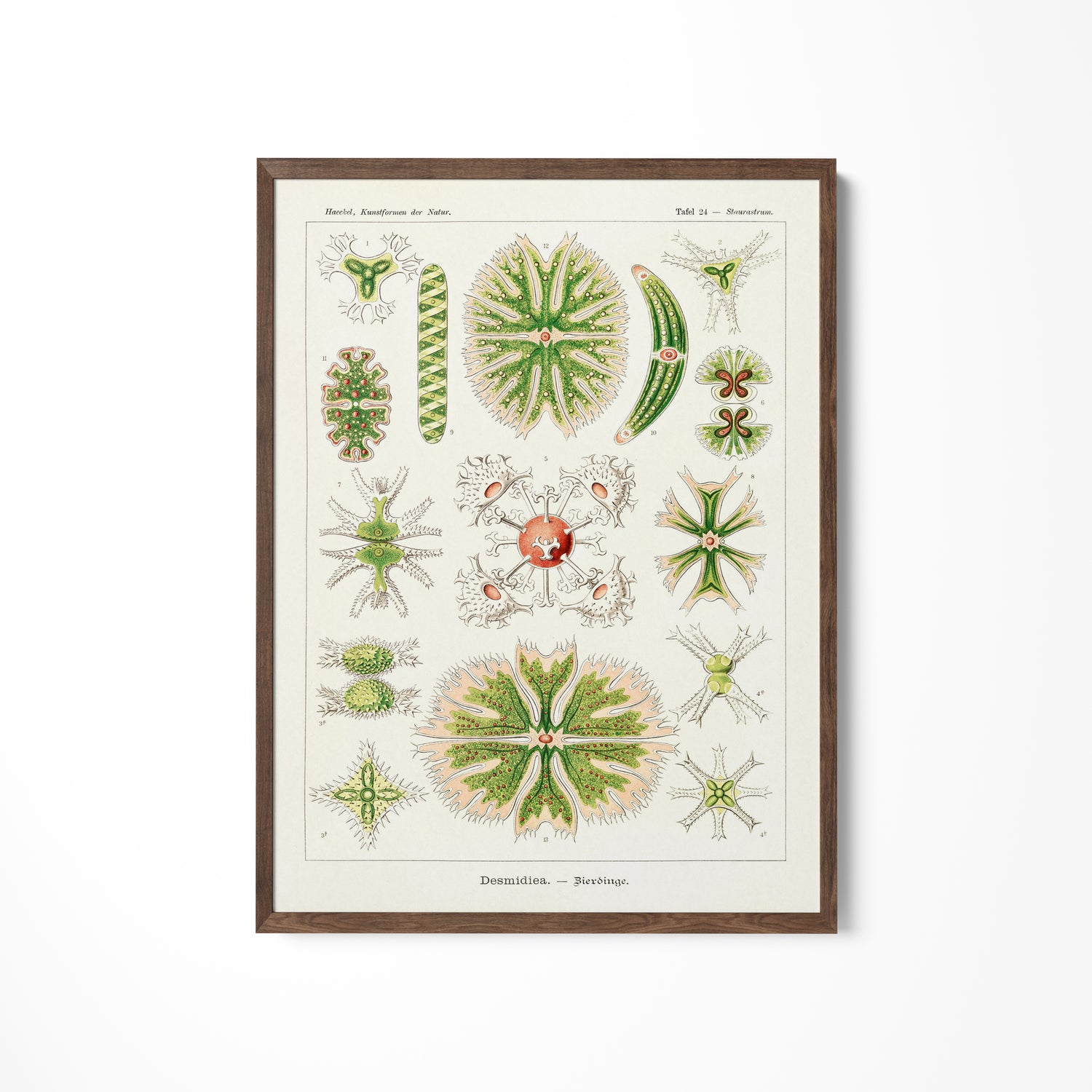 a picture of a bunch of plants on a wall