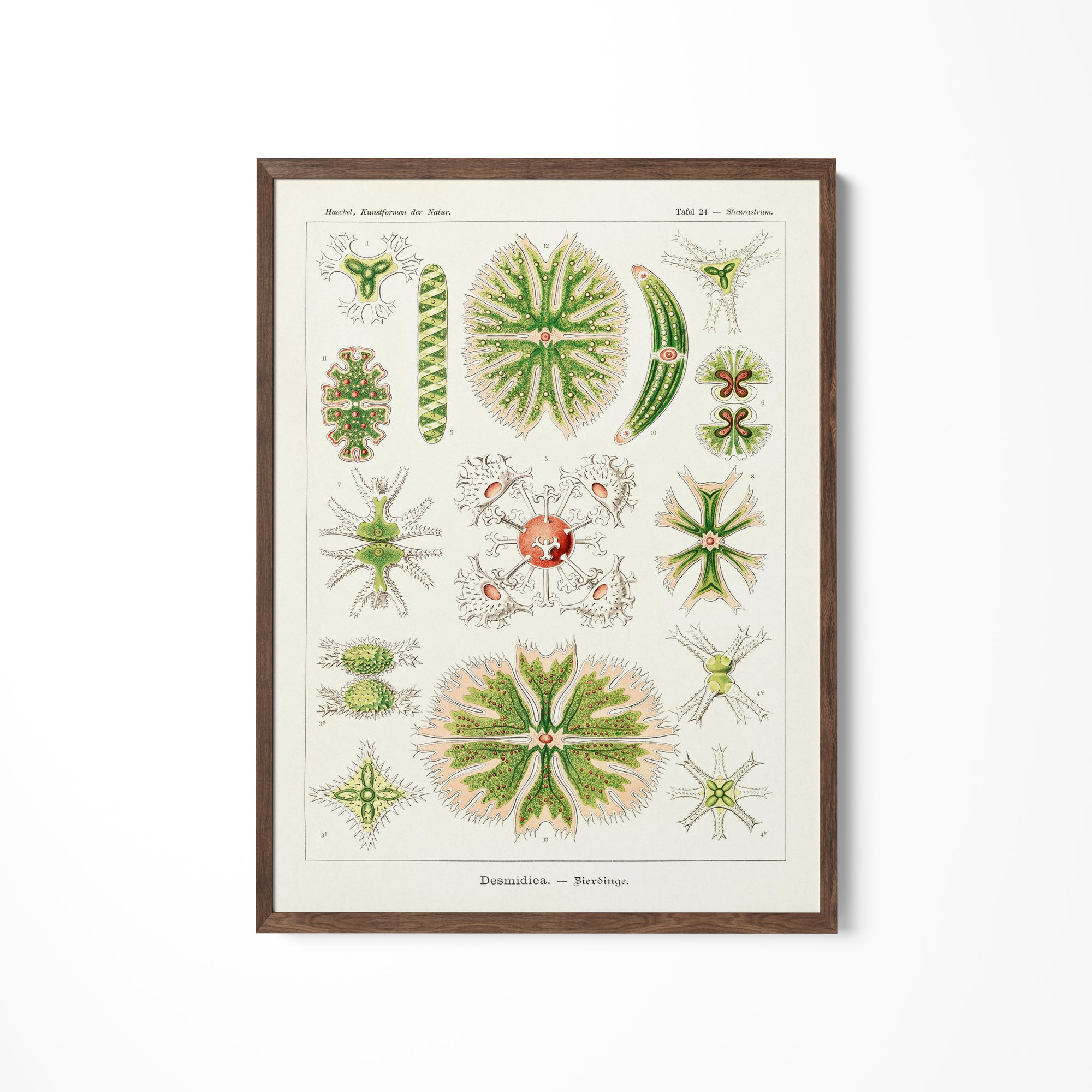 a picture of a bunch of plants on a wall