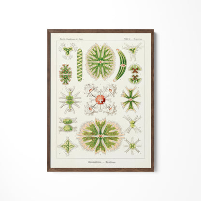 a picture of a bunch of plants on a wall