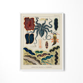 a picture of an octopus on a white wall