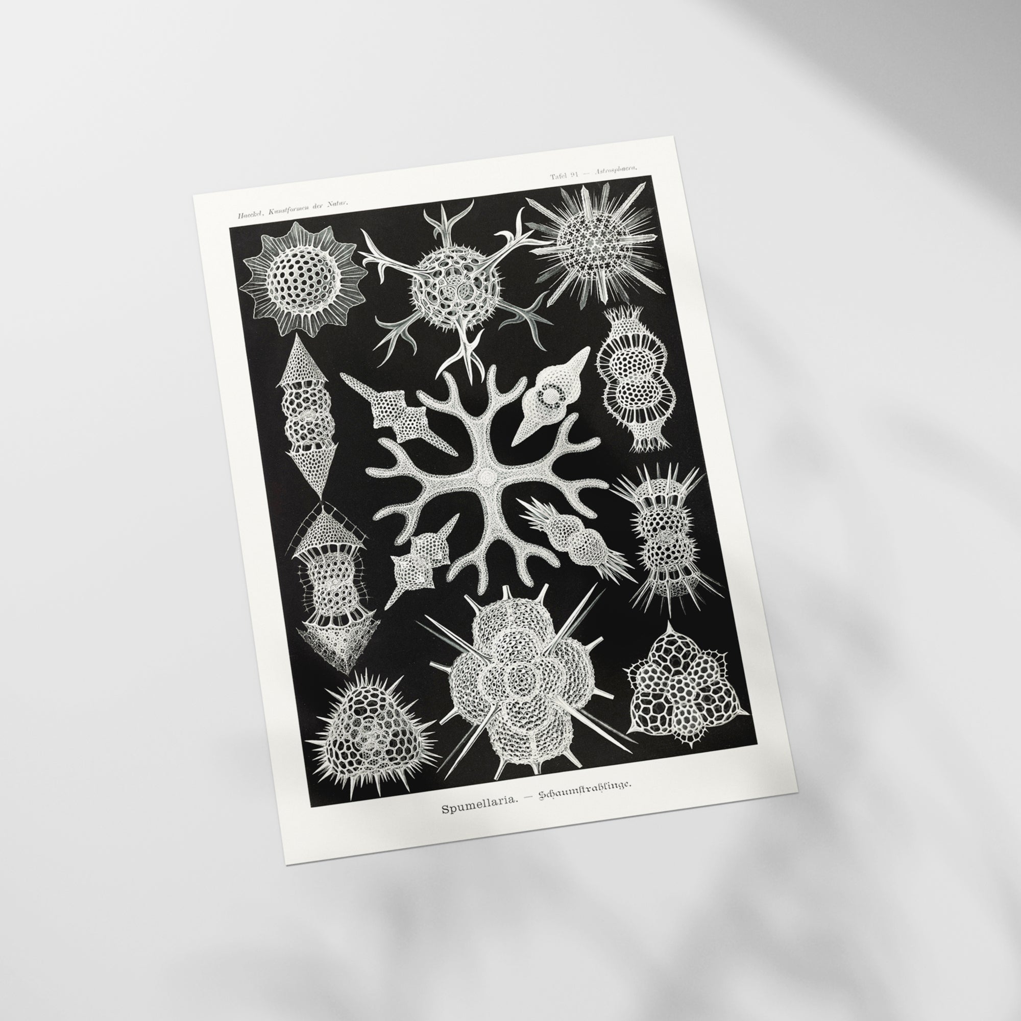 a black and white picture of a tree