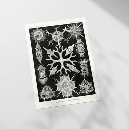 a black and white picture of a tree