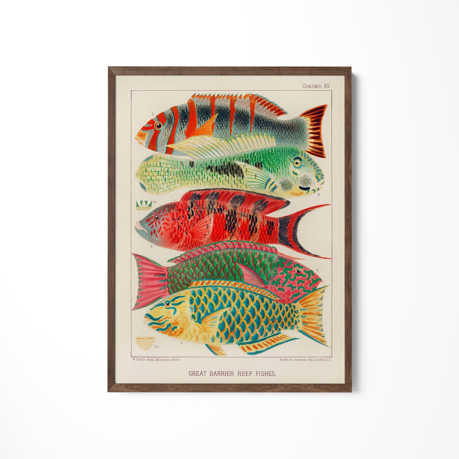 a picture of a group of fish on a wall