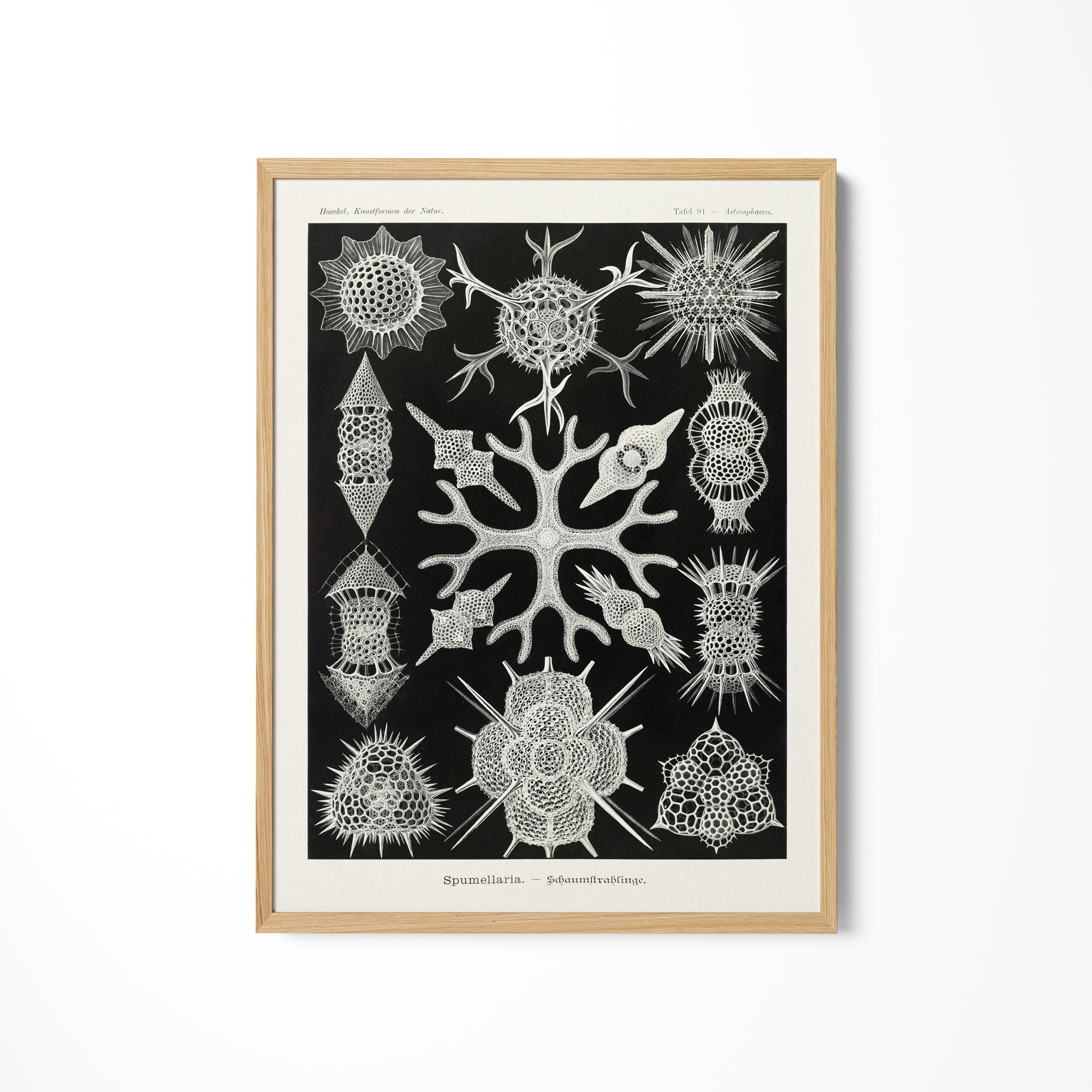 a black and white print of a tree