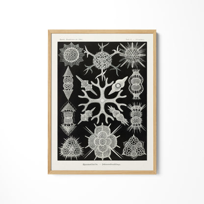 a black and white print of a tree